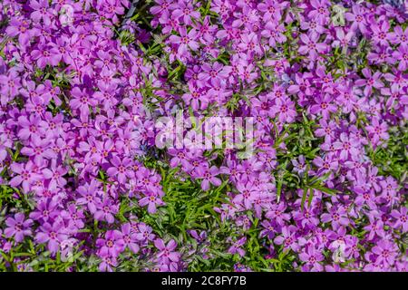 Banner primaverile di bellissimi giacinti viola. Panorama orizzontale, spazio di copia. Primo piano di fiori di viola che crescono nel suolo Foto Stock