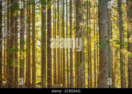 Torrenti di sole in tra alberi di una foresta densa. Foto Stock