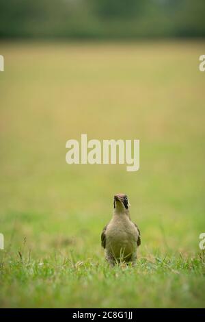 Picus viridis, che si nutra lungo il bordo di terreni erbaceo, estate in Oxfordshire Foto Stock