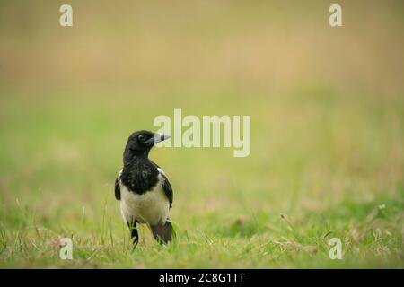 Eurasian Mappie, Pica pica, alla ricerca di cibo su terreni di pascolo, estate in Oxfordshire Foto Stock