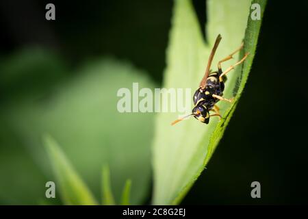 Un European Paper Wasp si ferma su una foglia nel Taylor Creek Park a Toronto, Ontario, dove sono una specie invasive. Foto Stock