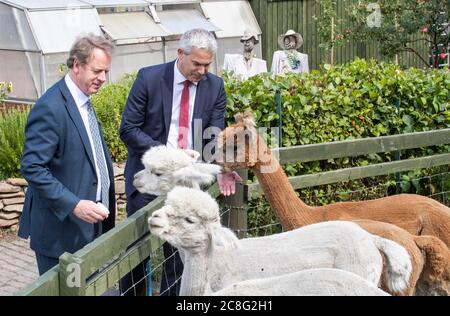 Il Segretario scozzese Alister Jack (a sinistra) e il Segretario generale del Tesoro Steve Barclay nutrono gli alpaca di LOVE Gorgie City Farm a Edimburgo, in quanto è stato annunciato che saranno garantiti ulteriori finanziamenti anticipati affinché le nazioni devolute possano dare loro la certezza per i mesi a venire quando si occuperanno di loro coronavirus. Foto Stock