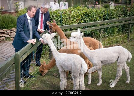 Il Segretario scozzese Alister Jack (a sinistra) e il Segretario generale del Tesoro Steve Barclay nutrono gli alpaca di LOVE Gorgie City Farm a Edimburgo, in quanto è stato annunciato che saranno garantiti ulteriori finanziamenti anticipati affinché le nazioni devolute possano dare loro la certezza per i mesi a venire quando si occuperanno di loro coronavirus. Foto Stock