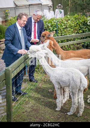 Il Segretario scozzese Alister Jack (a sinistra) e il Segretario generale del Tesoro Steve Barclay nutrono gli alpaca di LOVE Gorgie City Farm a Edimburgo, in quanto è stato annunciato che saranno garantiti ulteriori finanziamenti anticipati affinché le nazioni devolute possano dare loro la certezza per i mesi a venire quando si occuperanno di loro coronavirus. Foto Stock