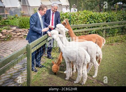 Il Segretario scozzese Alister Jack (a sinistra) e il Segretario generale del Tesoro Steve Barclay nutrono gli alpaca di LOVE Gorgie City Farm a Edimburgo, in quanto è stato annunciato che saranno garantiti ulteriori finanziamenti anticipati affinché le nazioni devolute possano dare loro la certezza per i mesi a venire quando si occuperanno di loro coronavirus. Foto Stock