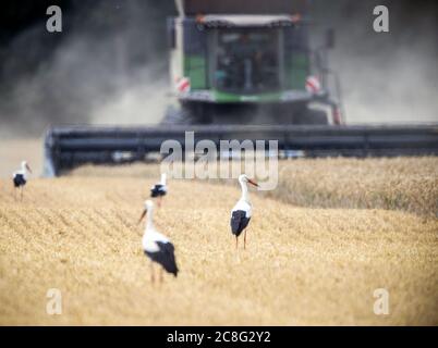 Losenrade, Germania. 24 luglio 2020. Quattro cicogne stanno cercando cibo su un campo di mais che viene raccolto con una mietitrebbia. I coltivatori usano il tempo asciutto per raccogliere i campi di grano. Credit: Jens Büttner/dpa-Zentralbild/dpa/Alamy Live News Foto Stock