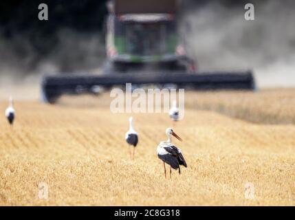 Losenrade, Germania. 24 luglio 2020. Quattro cicogne stanno cercando cibo su un campo di mais che viene raccolto con una mietitrebbia. I coltivatori usano il tempo asciutto per raccogliere i campi di grano. Credit: Jens Büttner/dpa-Zentralbild/dpa/Alamy Live News Foto Stock