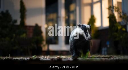 Basso angolo vicino di selvaggio, Regno Unito badger (Meles meles) visitando il patio di un giardino urbano posteriore di notte catturato sotto i riflettori. Foto Stock