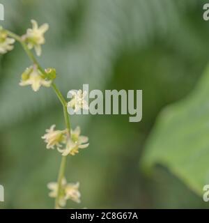 Primo piano di fiori di Bryony Nero / Tamus communis SYN. Dioscorea communis in Regno Unito hedgerow. Pianta velenosa una volta usata in rimedi medicinali a base di erbe. Foto Stock