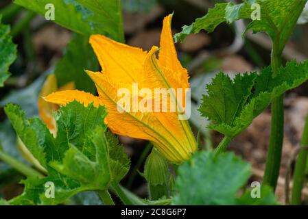 Il fiore giallo di una Courgette 'Black Beauty' Foto Stock