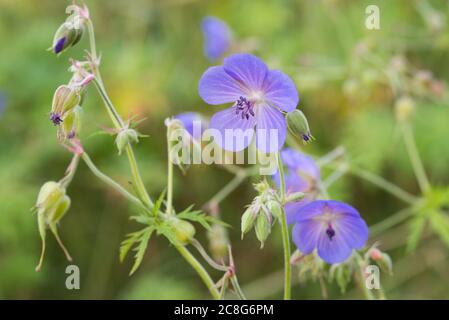 Geranio pratense, prato di gru-fattura fiori macro fuoco selettivo Foto Stock