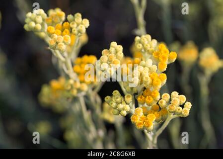 Helichrysum arenarium nana everlast immortelle fiori gialli in prato macro fuoco selettivo Foto Stock