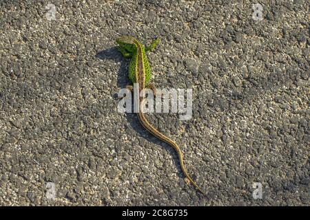 La lucertola verde marrone strisciando a terra. Molto bella e piccola lucertola. Travestire l'animale. Animal.Lizard camuffato primo piano, spazio copia, naturale Foto Stock