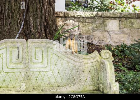 Little Squirrel nell'Arboreto di Dallas e nel Giardino Botanico Foto Stock