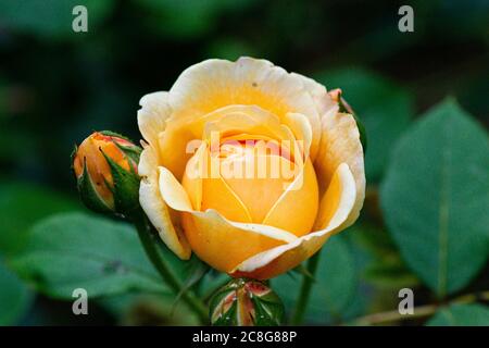 Il fiore di apertura di una rosa inglese di arrampicata 'Teasing Georgia' Foto Stock