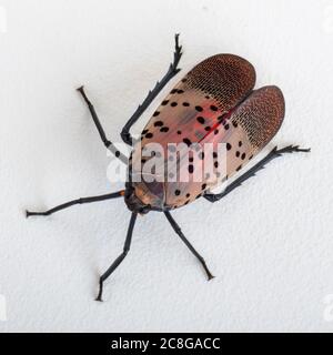 Volo con lanterna a puntino per adulti Foto Stock