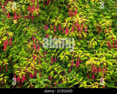 Fucsia magellanica. Hardy giardino pianta, aka il fucsia di Hummingbird. Foto Stock