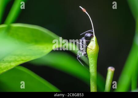 Formica di falegname isolata che si avvicina alla cima di una parte di pianta Foto Stock