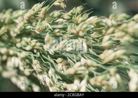 Primo piano bellissima erba sudanese Sorghum di a su uno sfondo di foglie verdi. Natura motivo trama di sfondo per il design. Foto Stock