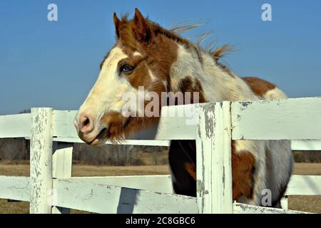 Cavallo dipinto alla recinzione corale Foto Stock