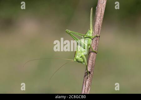 Grande macchia verde-cricket (Tettigonia viridissima) Foto Stock