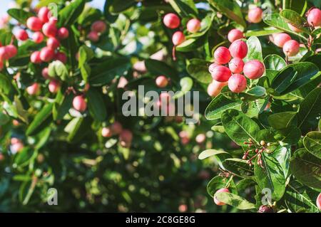 Grappolo di ribes bengala o di Corinto di Cristo o Carandas, Karanda prugna, frutta tropicale dolce e aspra su albero. Il ribes del Bengala è il frutto rosso del thailandese Foto Stock