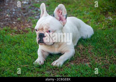 Bulldog francese che si posa sull'erba in giardino cercando e guardando per qualcosa. Foto Stock