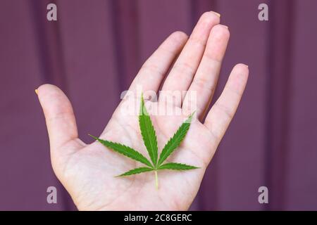 Femmina mano che tiene germogli di erba canapa. Legalizzazione della cannabis, marijuana, concetto di erbe. Giovane foglia singola di marijuana. Foto Stock