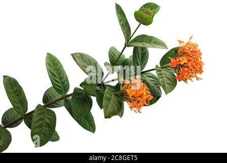 Bel fiore rosso di Ixora, fiore rosso di punta, fiore di re Ixora (Ixora chinensis), fiore di Rubiaceae, fiore di coccinea di Ixora isolato su backgrou bianco Foto Stock