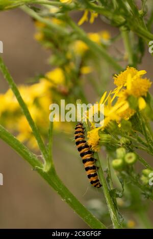 Caterpillars di falma di cinabro su pianta selvaggia di Ragwort fiorita gialla, ritratto di natura. Foto Stock