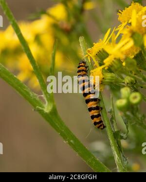 Caterpillars di falma di cinabro su pianta selvaggia di Ragwort fiorita gialla, ritratto di natura. Foto Stock