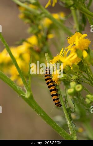 Caterpillars di falma di cinabro su pianta selvaggia di Ragwort fiorita gialla, ritratto di natura. Foto Stock