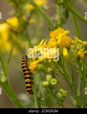 Caterpillars di falma di cinabro su pianta selvaggia di Ragwort fiorita gialla, ritratto di natura. Foto Stock