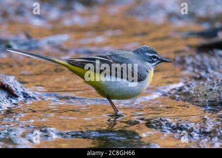 Coda di rondine grigia (Motacilla cinerea) in acque poco profonde, Baviera, Germania Foto Stock