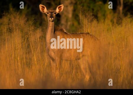 Kudu maggiore (Tragelaphus strepsiceros), femmine in erba alta, Delta Okavango, Botswana Foto Stock