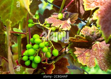 Uve non mature con foglie di vite rossa. Primo piano Foto Stock