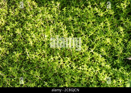 Crassula helmsii, una pianta non nativa invasiva stagno nel Regno Unito, anche chiamato palude stonecrop o neozelandese pigmyweed Foto Stock