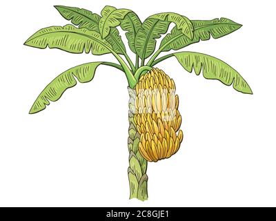 Vettore grafico di illustrazione dello schizzo isolato con colore di ramificazione di albero di banana Illustrazione Vettoriale