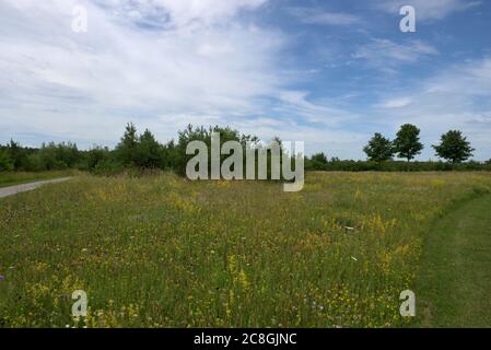 Prato verde con fiori e cielo blu nuvoloso, Baviera, Germania Foto Stock