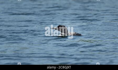 Primo piano di un uccello loon comune nuotare in un lago in Ontario. Foto Stock