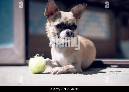 chihuahua che gioca con una piccola palla da tennis Foto Stock