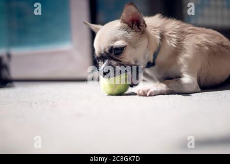 chihuahua che gioca con una piccola palla da tennis Foto Stock