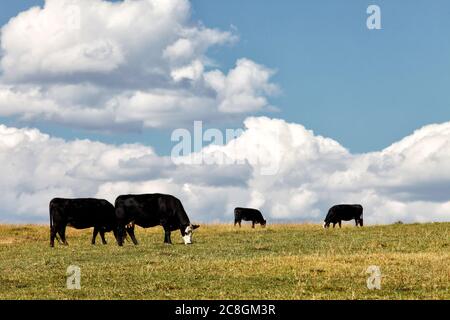Black angus bestiame Fedding in un pascolo durante l'estate. Foto Stock
