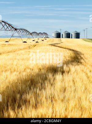 Una vista mattutina dell'orzo maturo, pronto per la raccolta, nei fertili campi agricoli dell'Idaho. Mettere a fuoco sulla grana di primo piano. Foto Stock