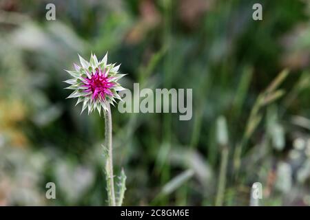 Un thistle di latte che cresce sul margine di un campo di fattoria. I Thistles, mentre belli, sono un'infestazione nociva invasiva. Foto Stock