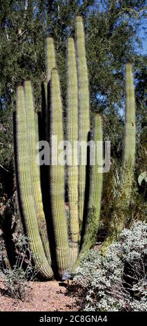 Un cactus di pipe d'organo, nel Parco Nazionale di Organpipe, in Arizona. Foto Stock