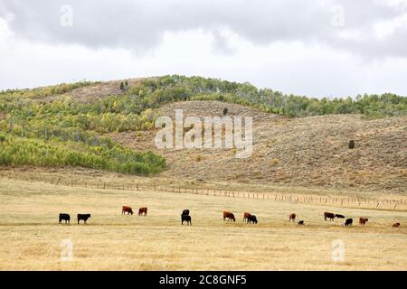 Bestiame nero angus pascolo su terreni forestali nazionali affittati nelle montagne dell'Idaho Foto Stock