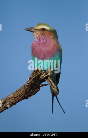 Un rullo tostato Lilac (Coracias caudatus) arroccato su un albero nel Parco Nazionale Kruger, Sud Africa Foto Stock