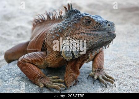 iguana su un terreno sabbioso Foto Stock