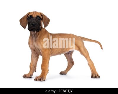 Bel pegno / biondo Puppy Dane grande, in piedi modi laterali. Guardare l'obiettivo dritto con occhi lucidi e scuri. Isolato su sfondo bianco. Foto Stock